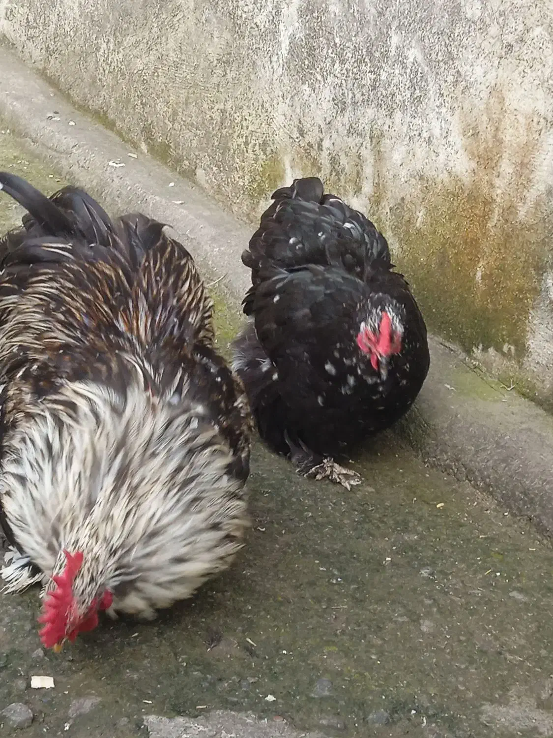 مرغ خروس معاوضه با کبوتر|حیوانات مزرعه|رشت, تازه آباد|دیوار