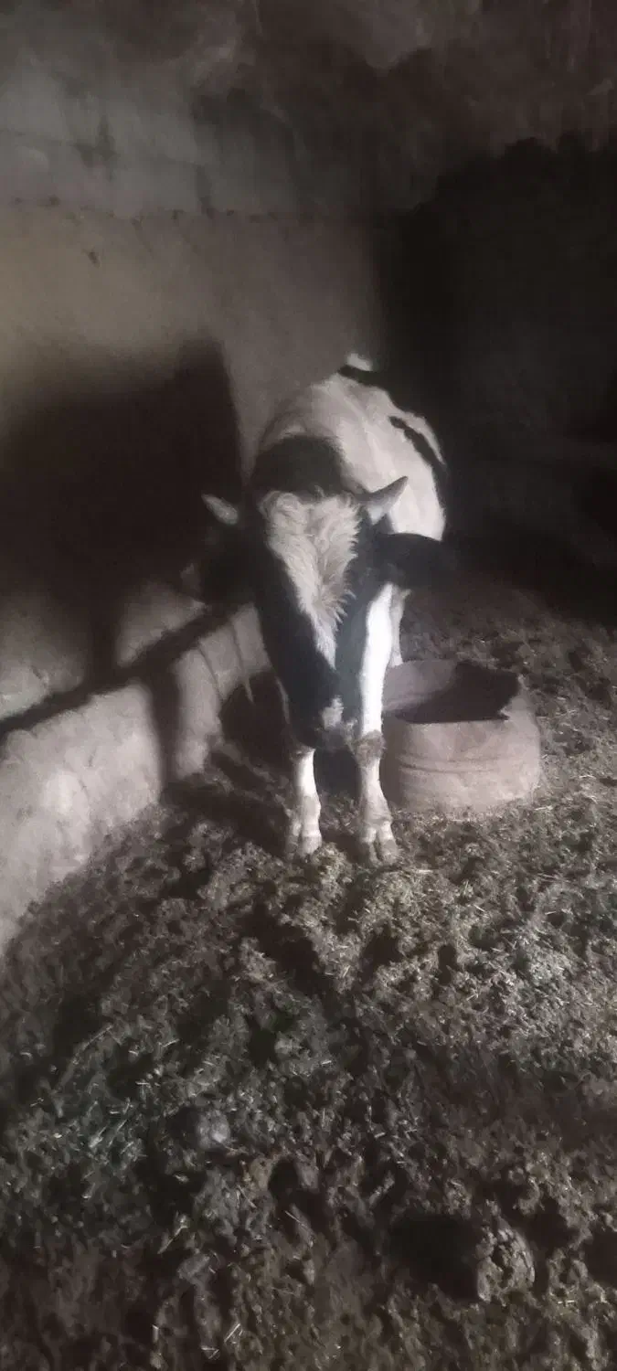 گاونر|حیوانات مزرعه|آبش احمد, |دیوار