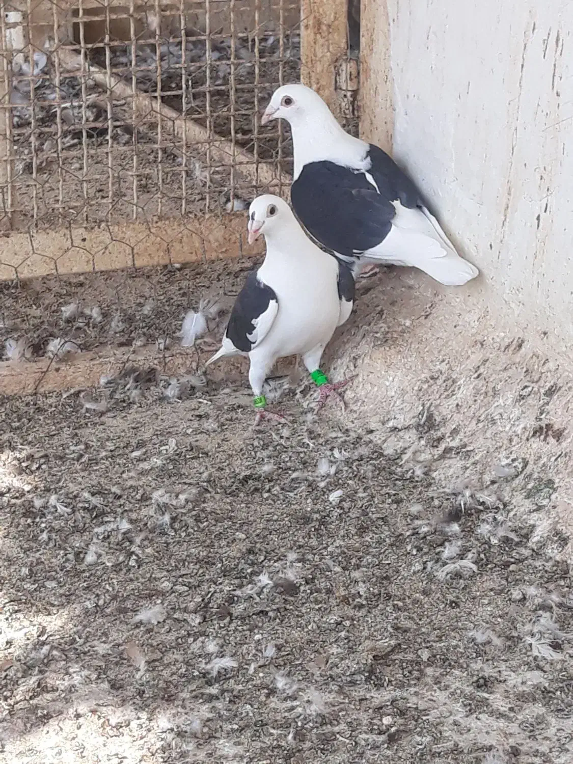 فروش کبوتر|پرنده|بوشهر, |دیوار