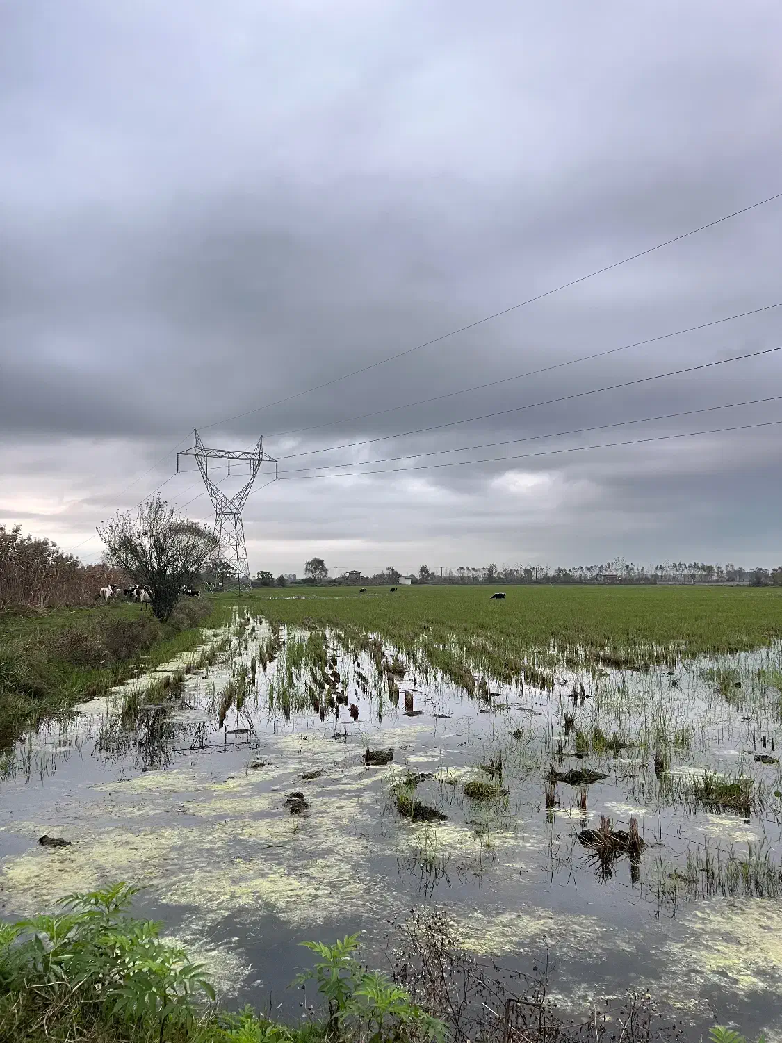 سند تک برگ فرصتی که تا ۶ ماه دیگرفقط حسرتش میماند|فروش زمین و ملک کلنگی|آستارا, |دیوار