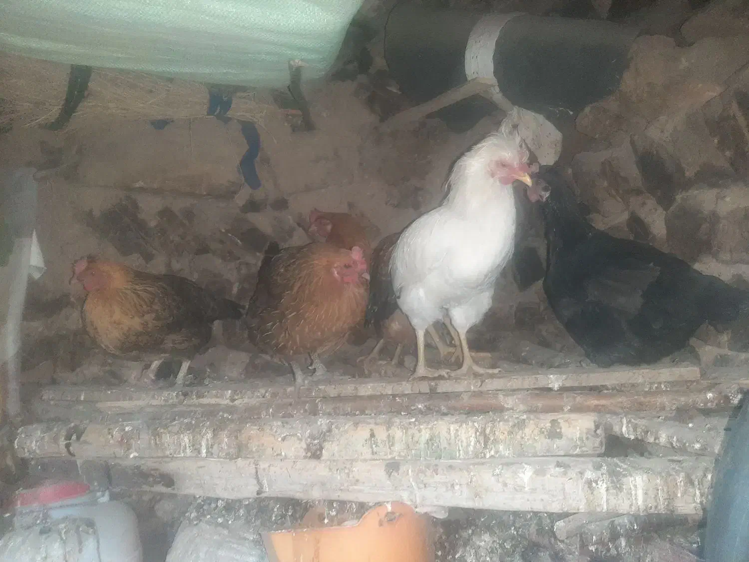 مرغ و خروس فروشی|حیوانات مزرعه|جوانرود, |دیوار