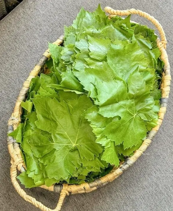 برگ مو|خوردنی و آشامیدنی|ارومیه, |دیوار