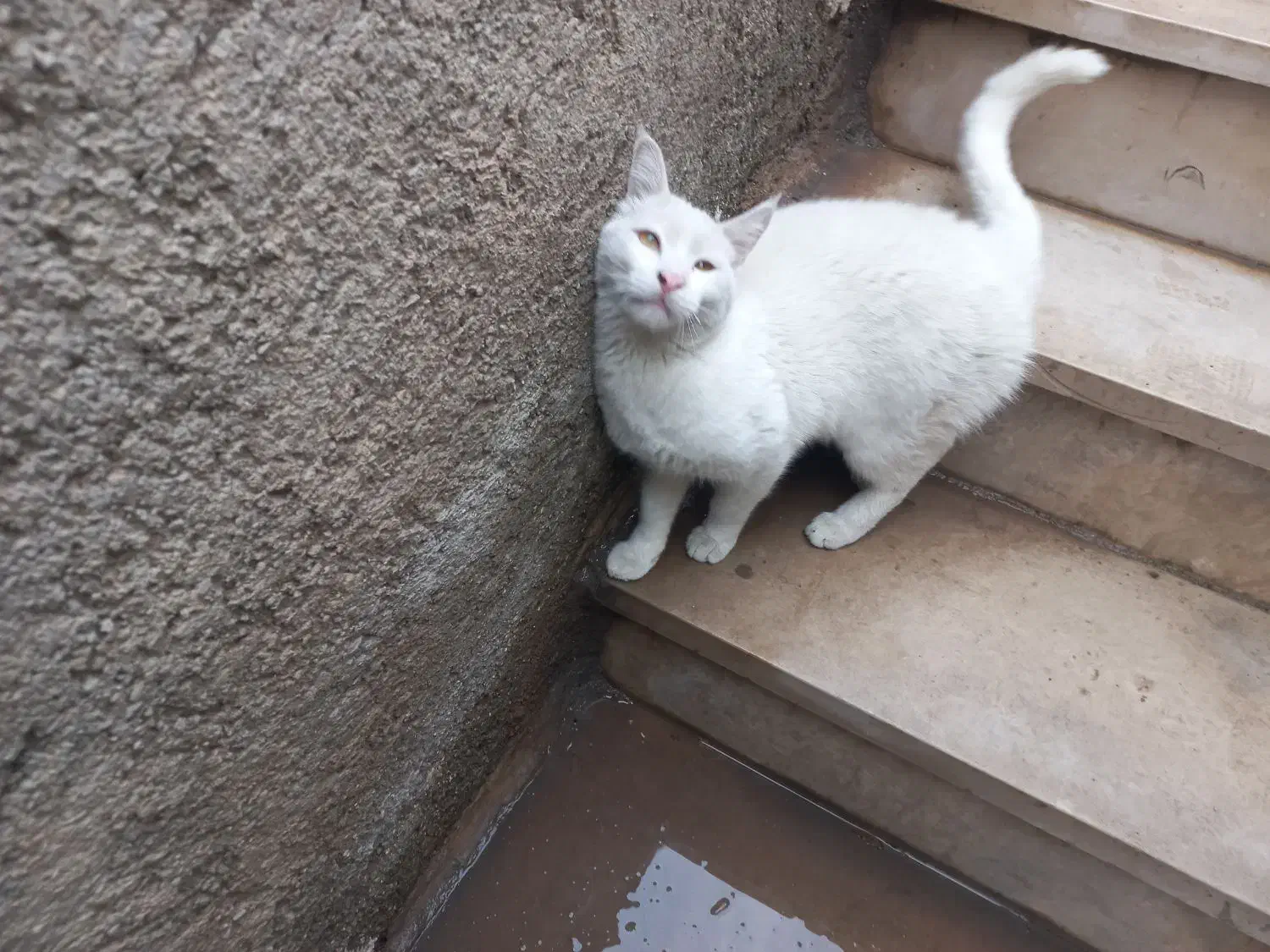 گربه|گربه|خرم‌آباد, |دیوار