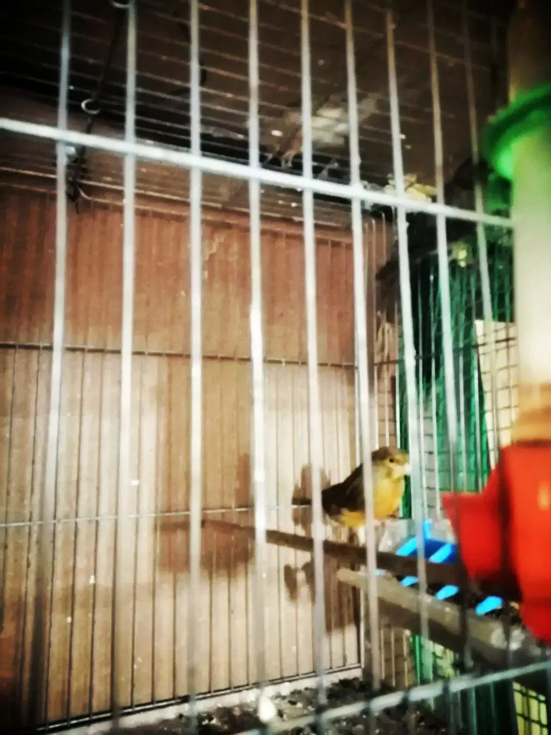 قناری شلاقی درجه 1|پرنده|ابریشم, |دیوار