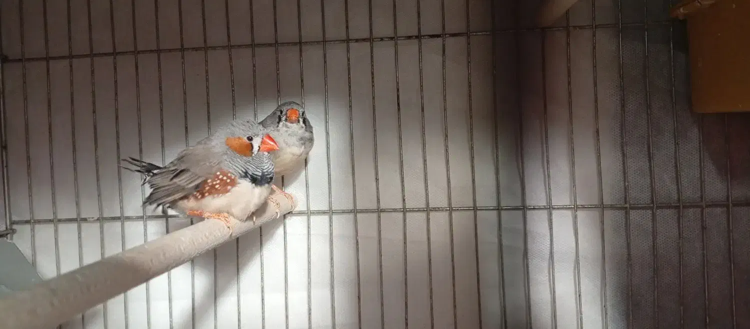 فنچ معاوضه با کبوتر|پرنده|یاسوج, |دیوار