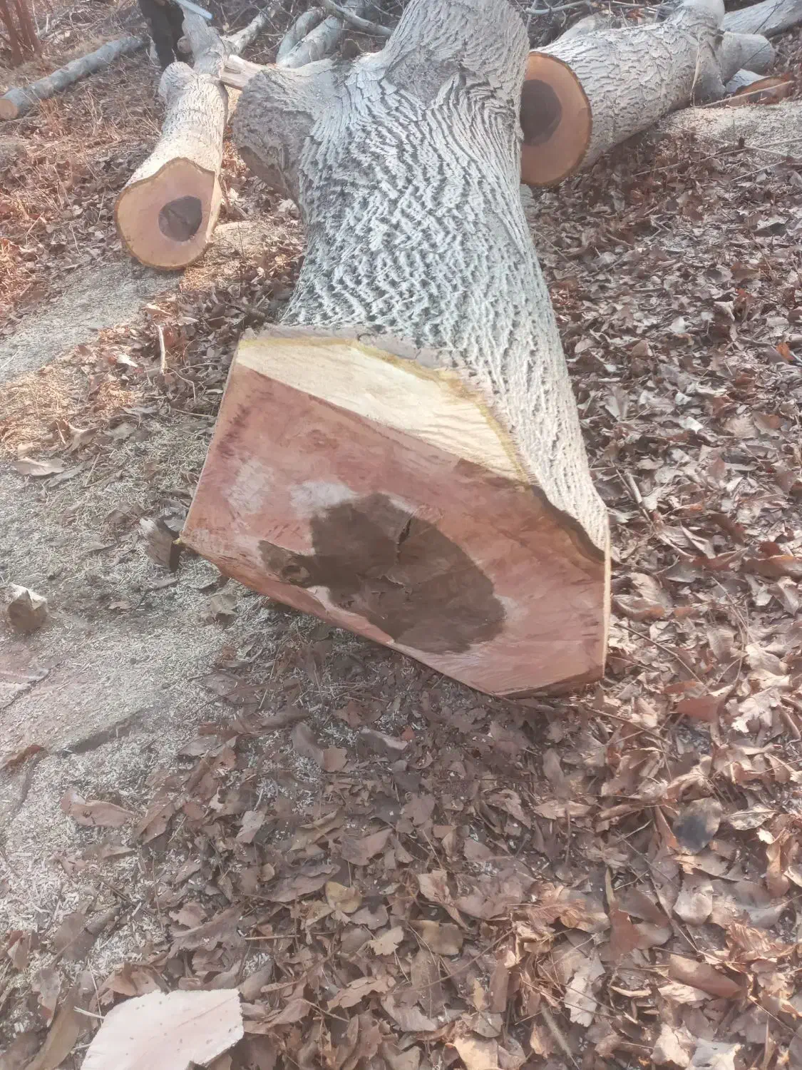 خرید و فروش  انواع چوب سربرداری کف بری حرس کردن|خدمات باغبانی و درختکاری|باغ بهادران, |دیوار