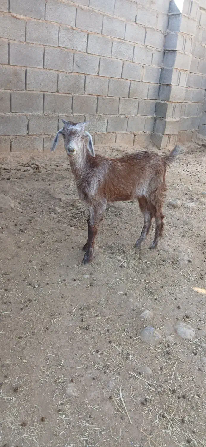 یه دونه کهره ماده|حیوانات مزرعه|داراب, |دیوار