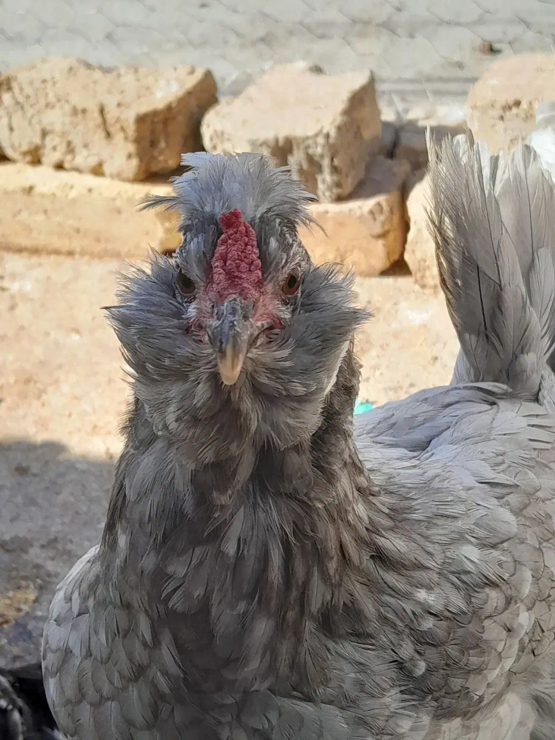 تخم مرغ گلین|حیوانات مزرعه|اقبالیه, |دیوار