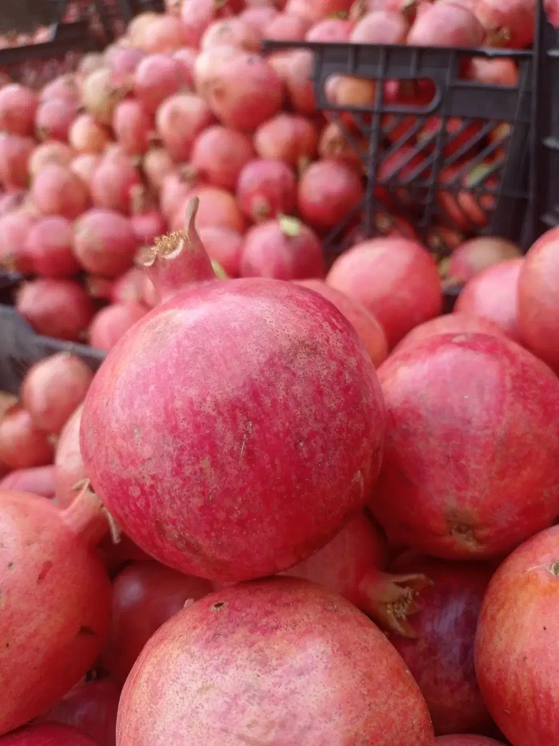 انار و آب انار سیوو|حراج|آبدانان, |دیوار