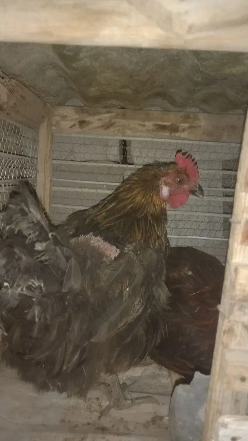 تیرچه مهندسی ۶متری مرغ|حراج|سراب, |دیوار