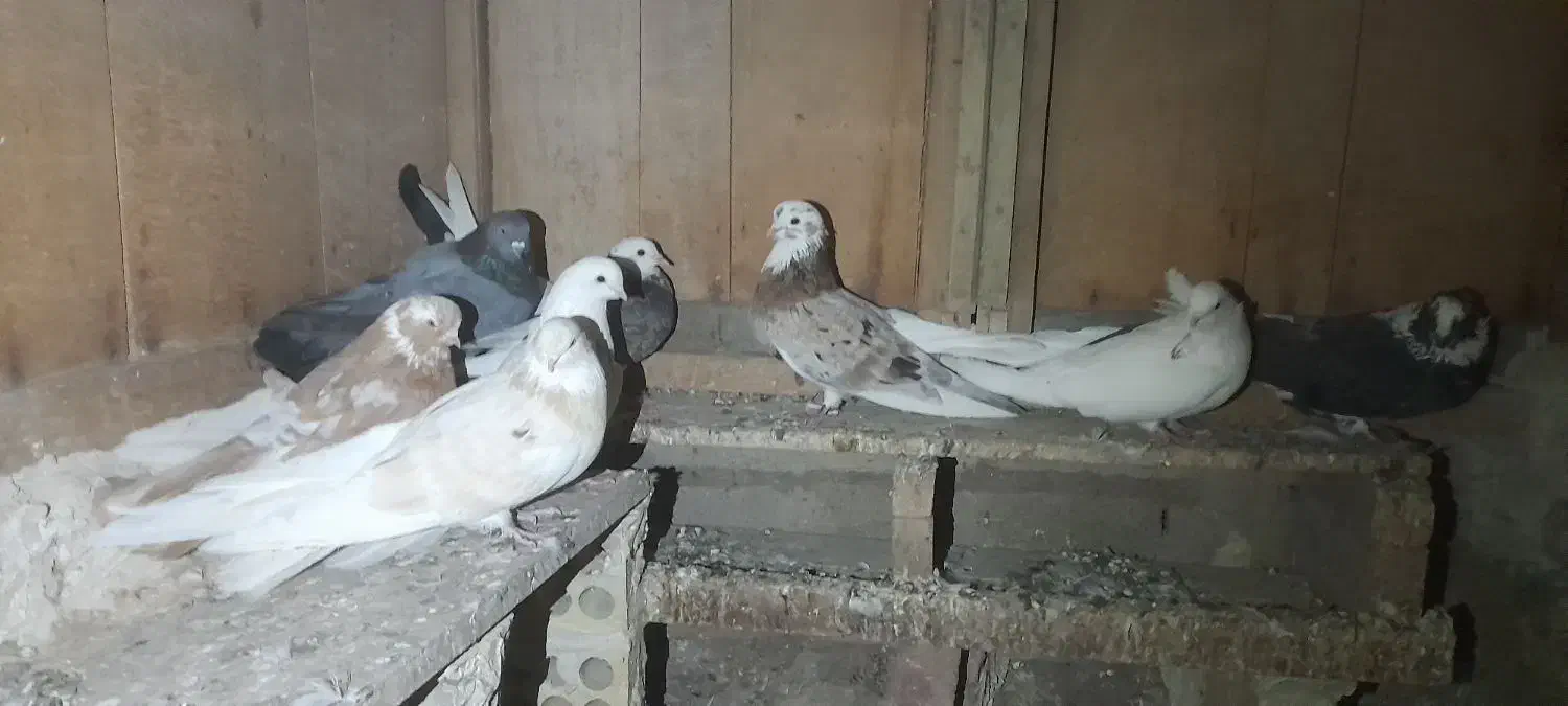 کبوتر|پرنده|ثمرین, |دیوار