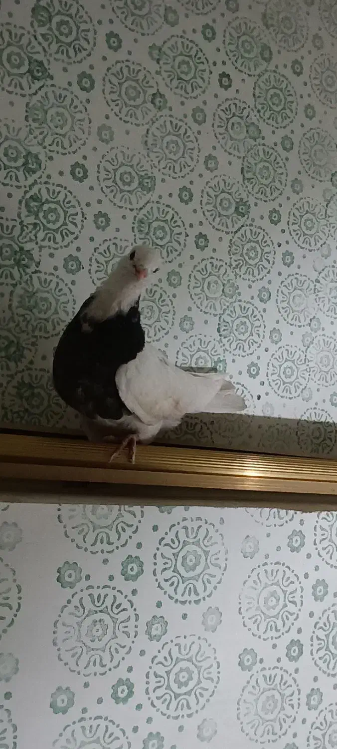 طوقی|پرنده|لردگان, |دیوار