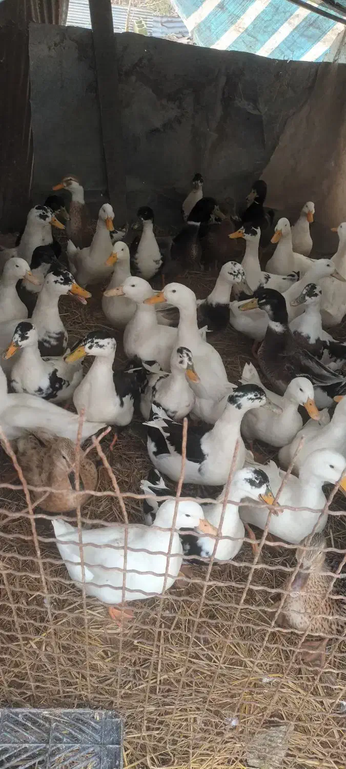 فروش خروس بوقلمون اردک غاز|حیوانات مزرعه|لاهیجان, بازکیاگوراب|دیوار