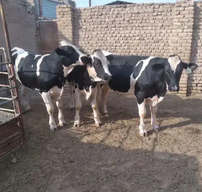 گوساله نر هلندی جنس گوشتی|حیوانات مزرعه|سیوان, |دیوار