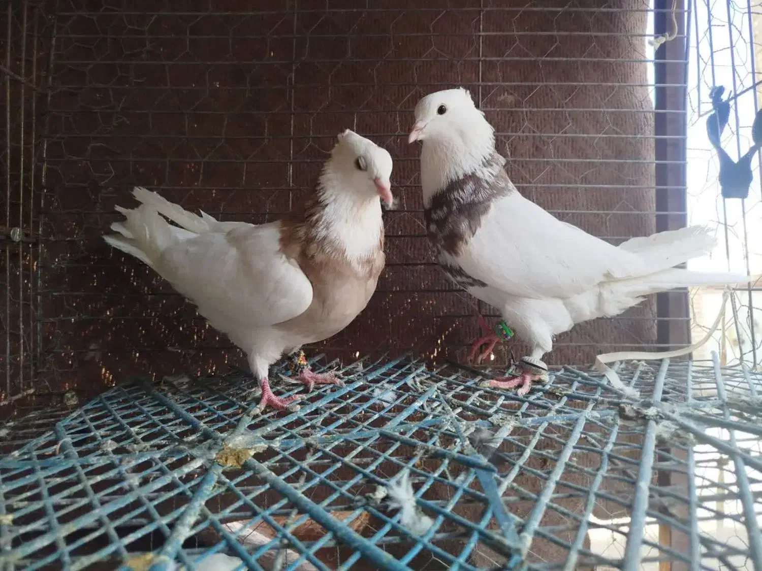 طوقی زرین اجری سرکه ای ابی همه رنگ معاوضه|پرنده|لنجان, |دیوار