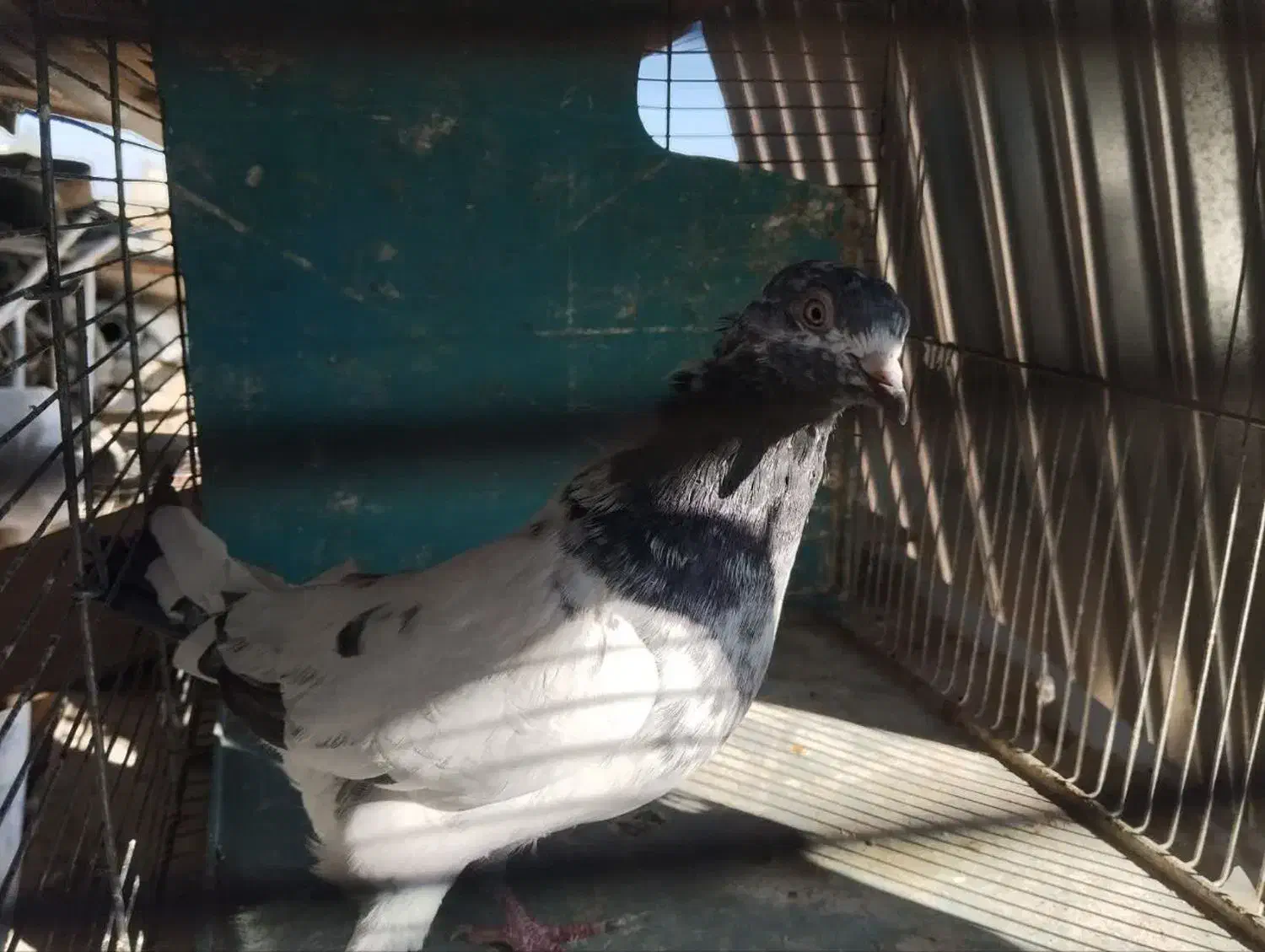 کبوتر|پرنده|قم, هفت تیر|دیوار