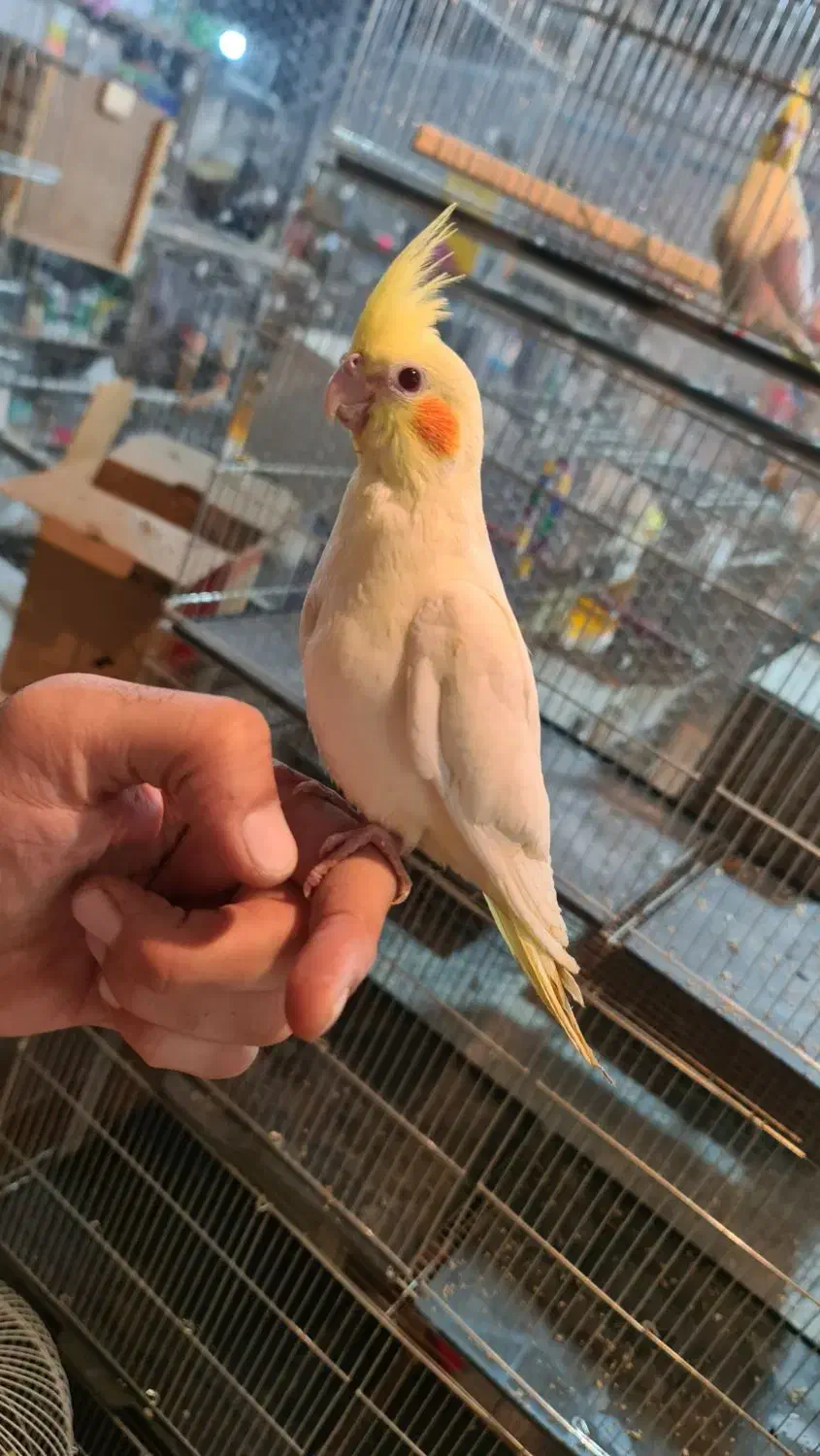 انواع عروس هلندی|پرنده|کرج, خرمدشت|دیوار