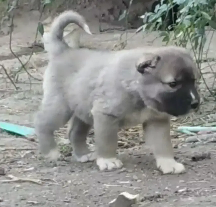 واگذاری آلابای سنگین وزن نگهبان و گله|سگ|رشت, ترمینال|دیوار