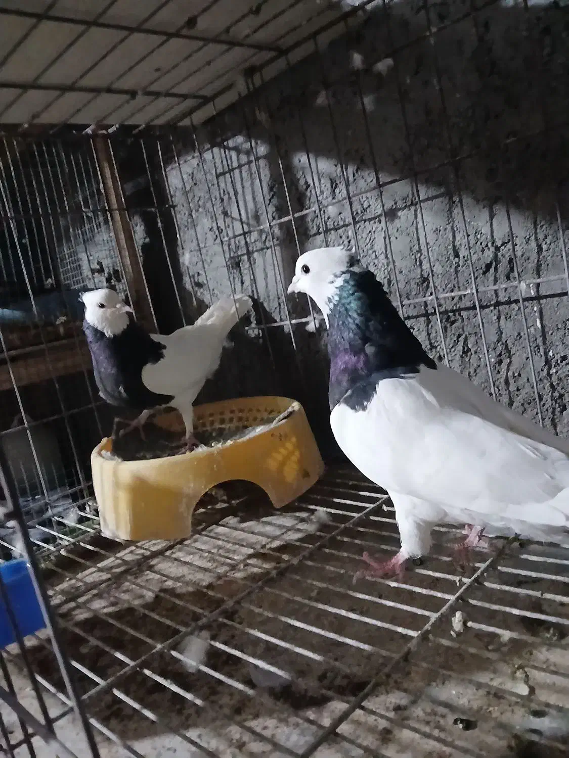 کبوتر|پرنده|بم, |دیوار