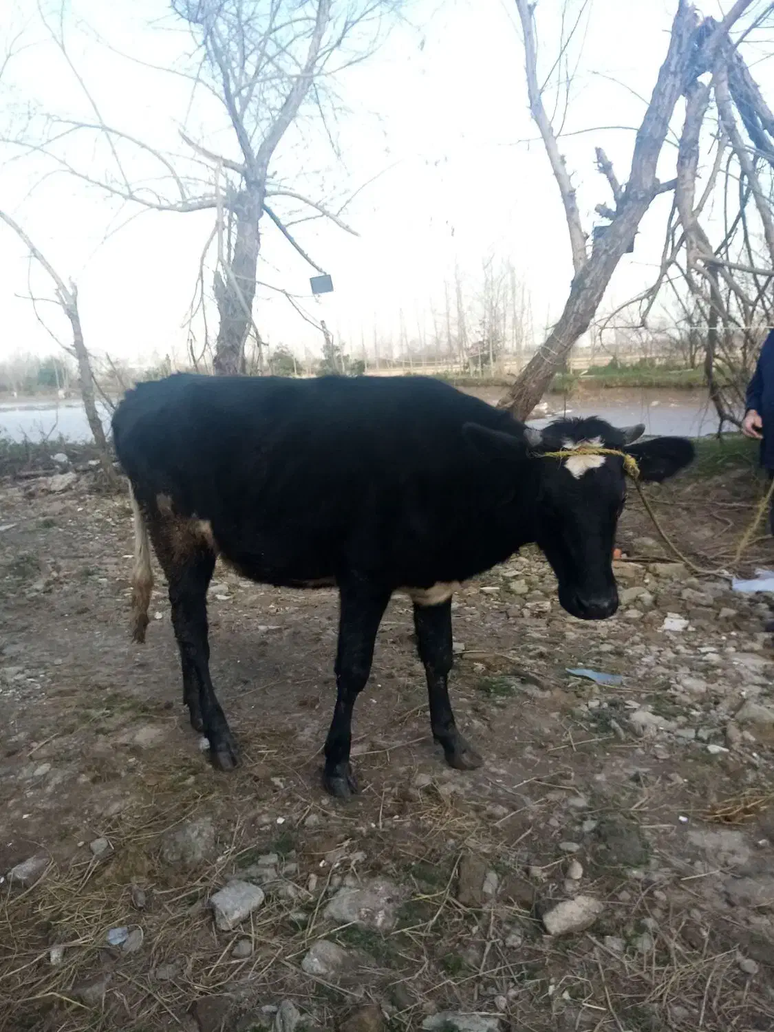 لیشه دورگ هولشتاین|حیوانات مزرعه|رشت, بیجارپس|دیوار