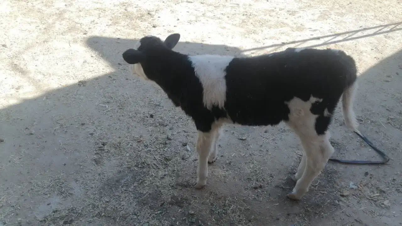 گوساله ماده|حیوانات مزرعه|بانش, |دیوار