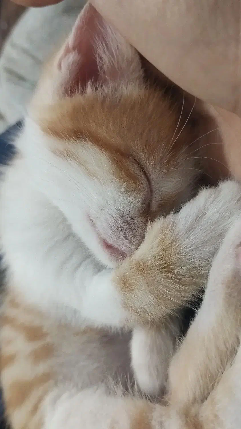 واگذاری بچه گربه|گربه|بجنورد, |دیوار