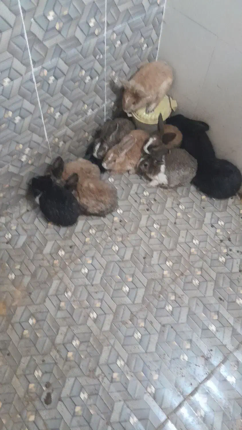 ۱۰ عدد خرگوش|موش و خرگوش|بیرجند, |دیوار