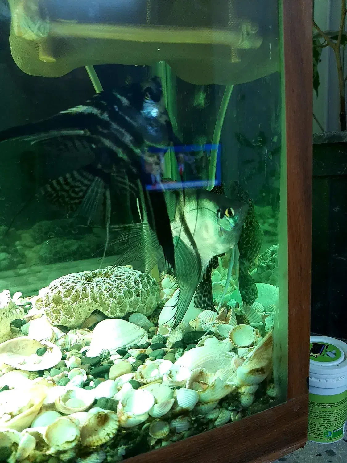 یه جفت ماهی آنجل|ماهی|وحیدیه, |دیوار