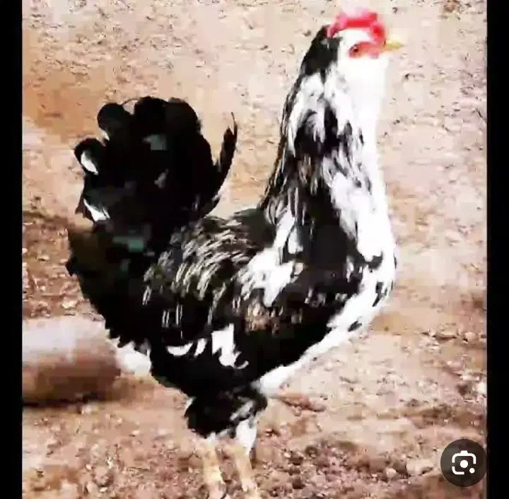 مرغ و خروس گلین|حیوانات مزرعه|ازنا, |دیوار