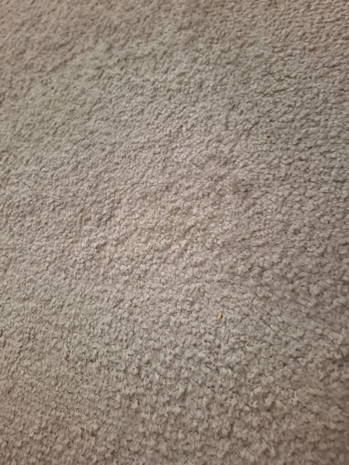 پالاز موکت رنگ توسی روشن 45 متر|موکت|همدان, |دیوار