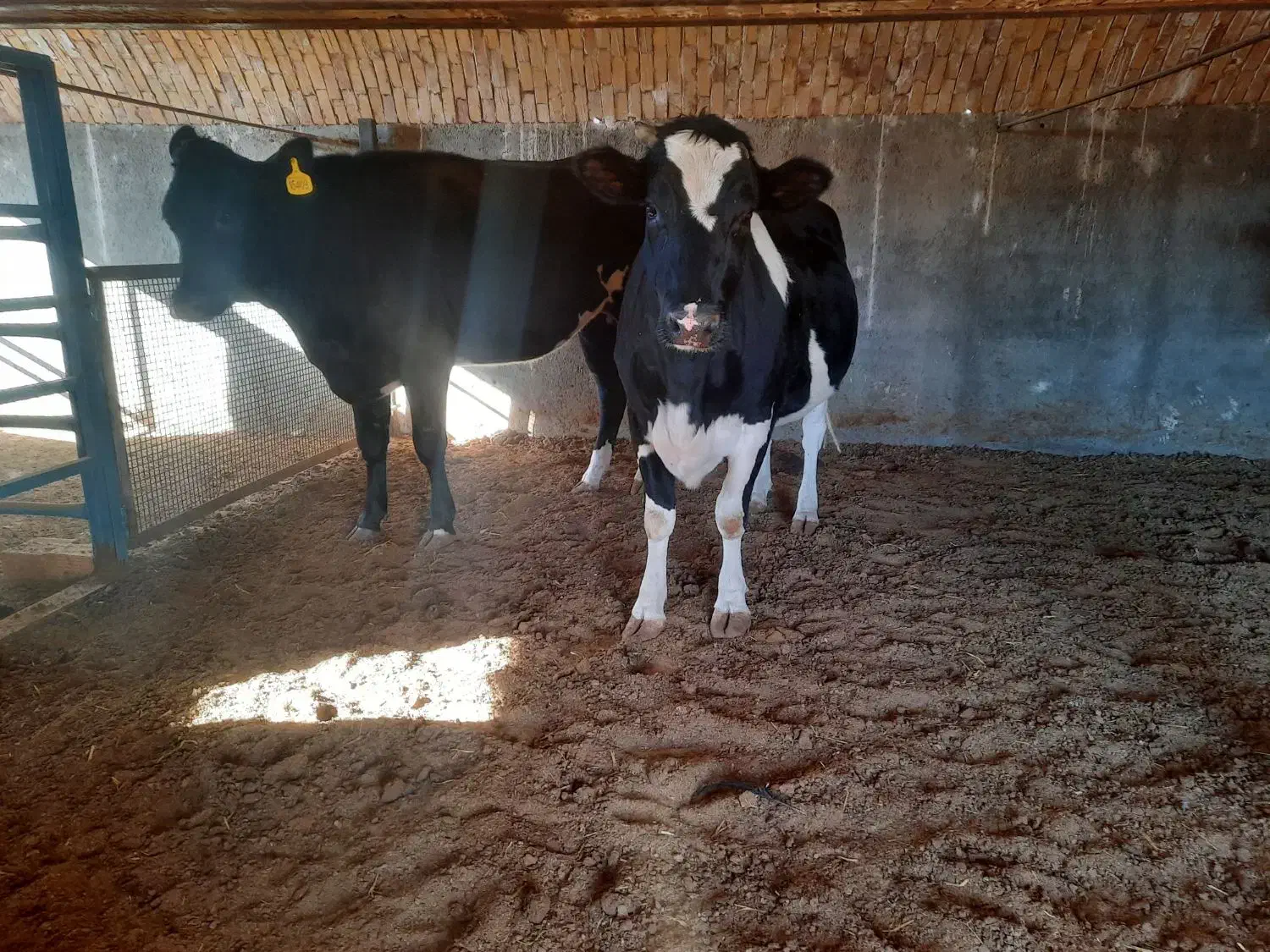 فروش تلیسه آبستن پرشیر واکسن خورده|حیوانات مزرعه|سده (خراسان جنوبی), |دیوار