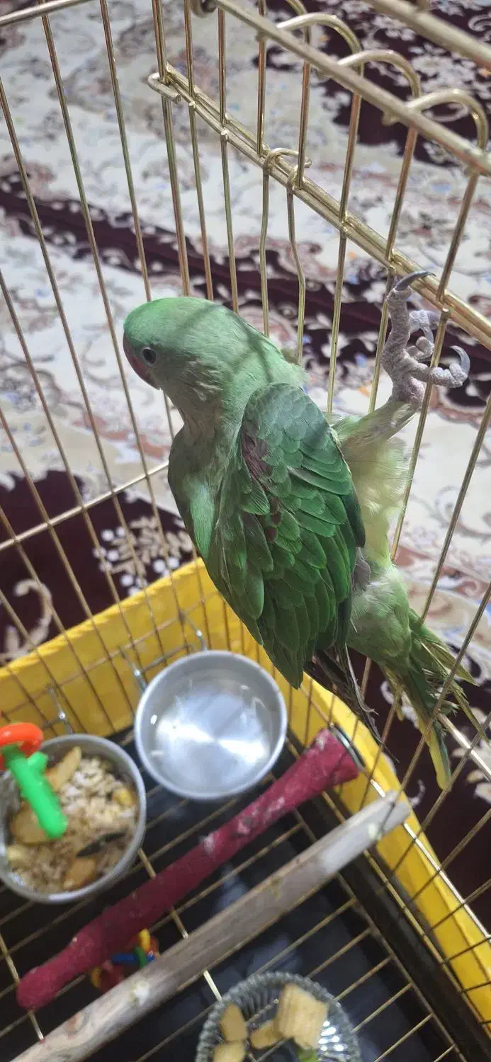 جوجه شاه طوطی نراسکندر چشم مشکی ۳ماهه|پرنده|ملارد, |دیوار