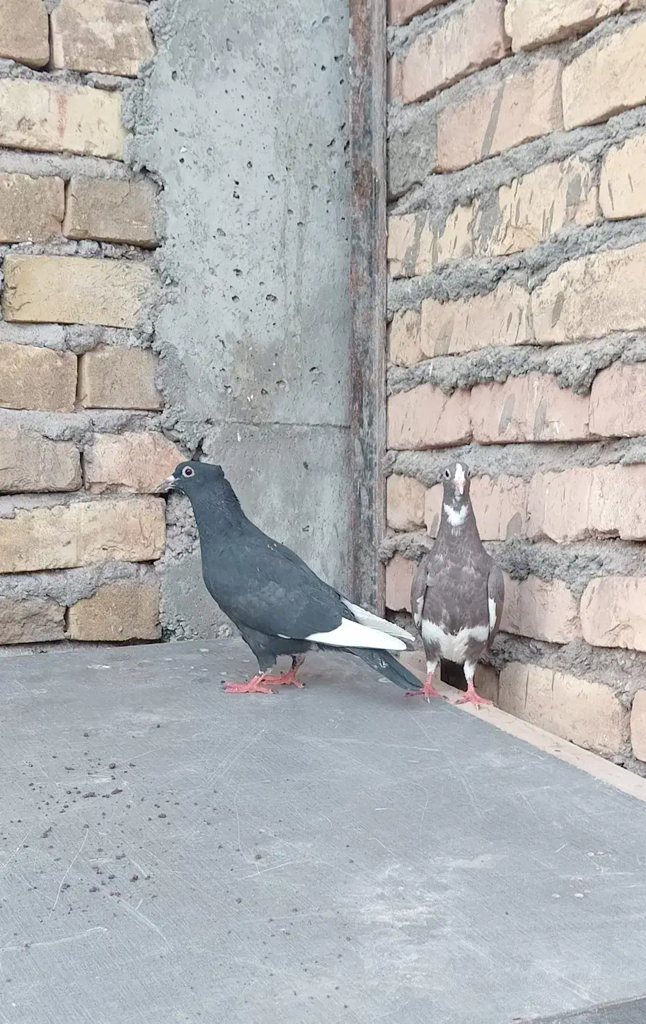 پلنگ|پرنده|کرمان, |دیوار