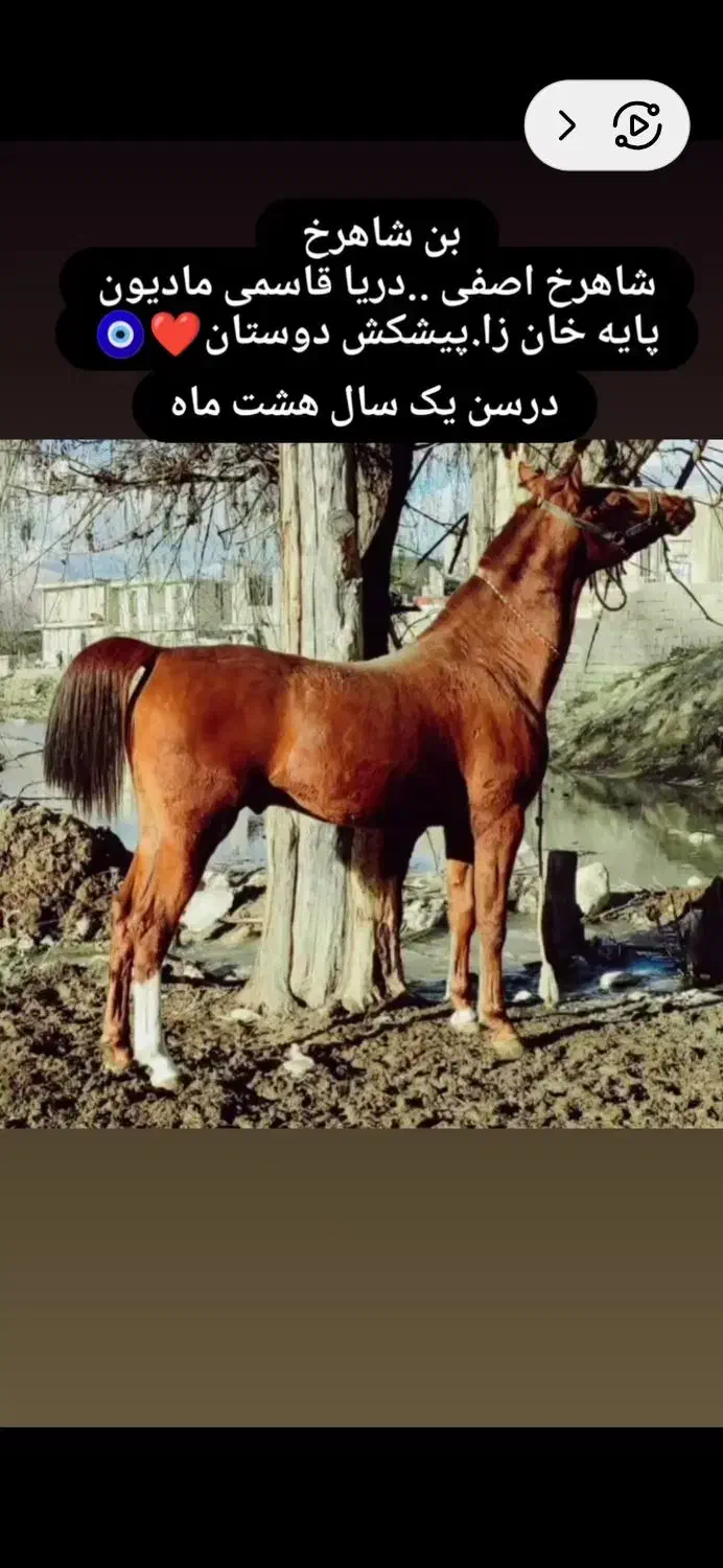 اسب نریون کره شاهرخ آصفی|اسب و تجهیزات اسبسواری|یاسوج, |دیوار