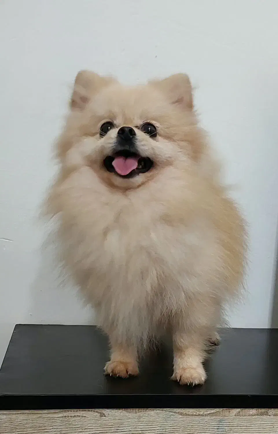 پامر خرسی نر جهت جفتگیری|سگ|آمل, |دیوار