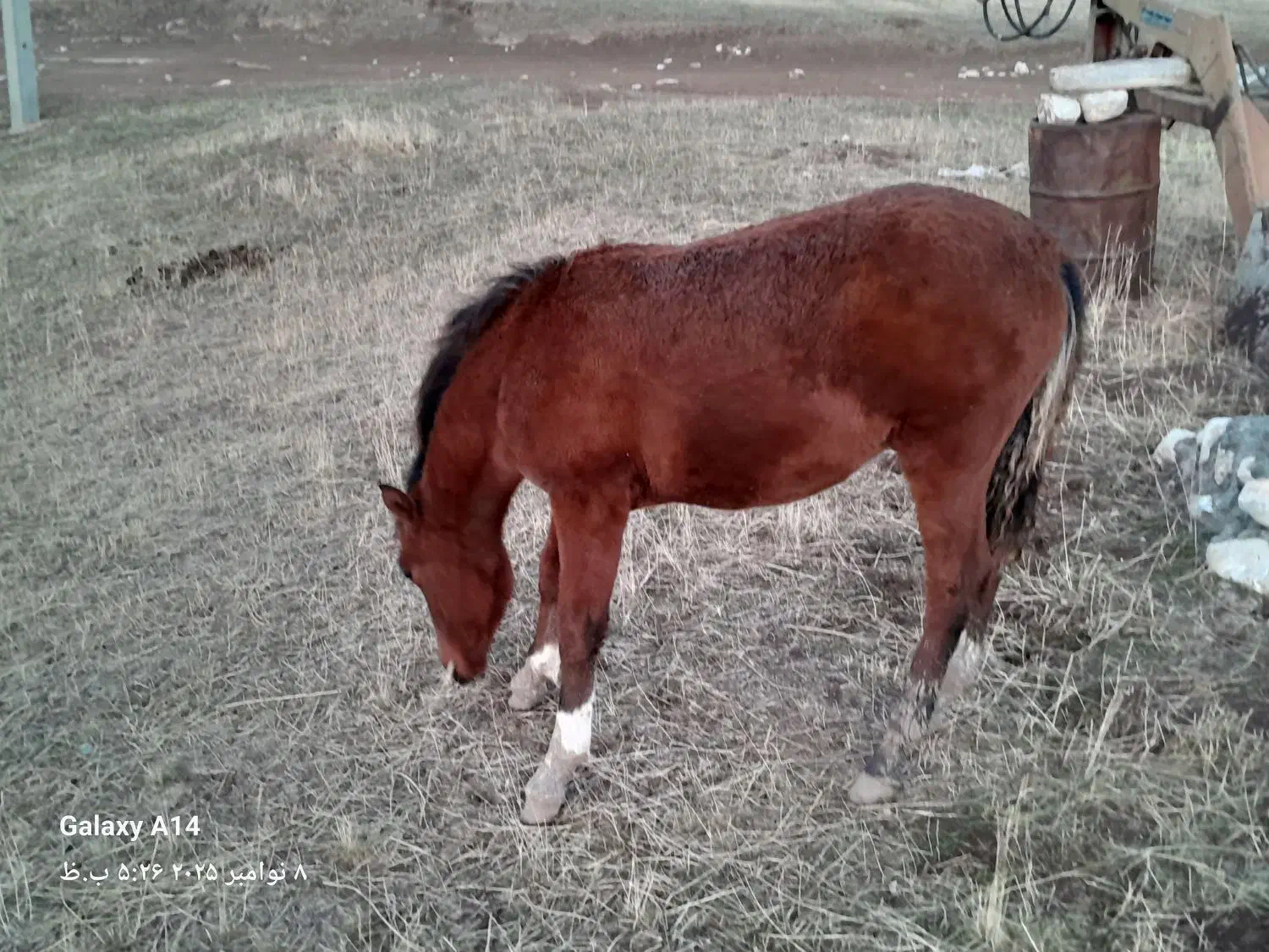 اسب|اسب و تجهیزات اسبسواری|دشتک, |دیوار