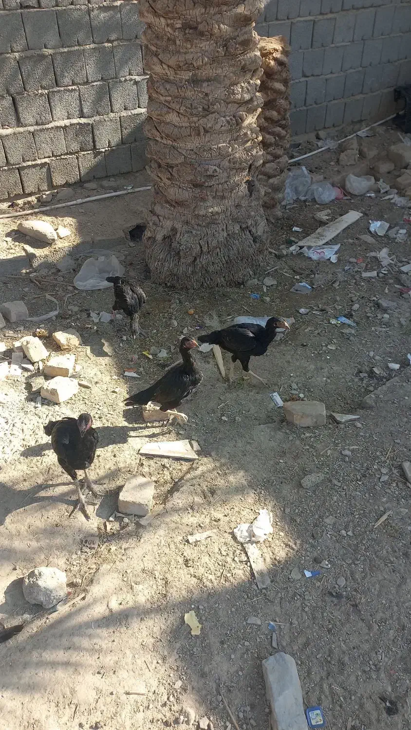 مرغ نسل دار|حیوانات مزرعه|سراوان, |دیوار