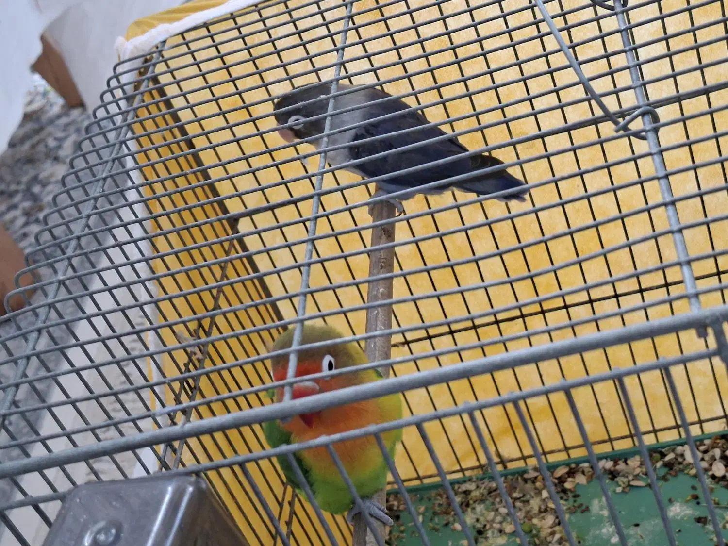 طوطی برزیلی|پرنده|اصفهان, جلالیه|دیوار