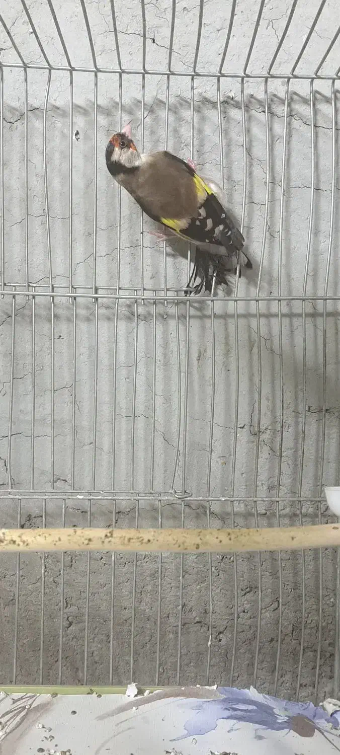 ماده سهره|پرنده|خمینی‌شهر, |دیوار