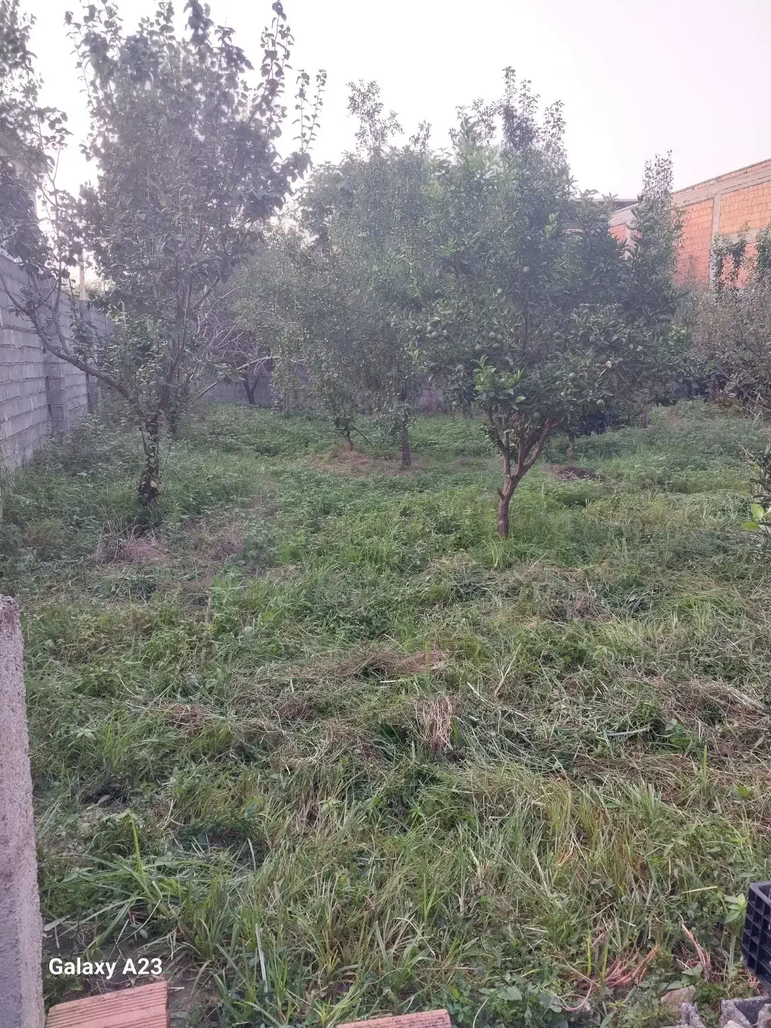 فروش یک پلاک 200متری شمالی|فروش زمین و ملک کلنگی|گلوگاه بابل (گلیا), |دیوار