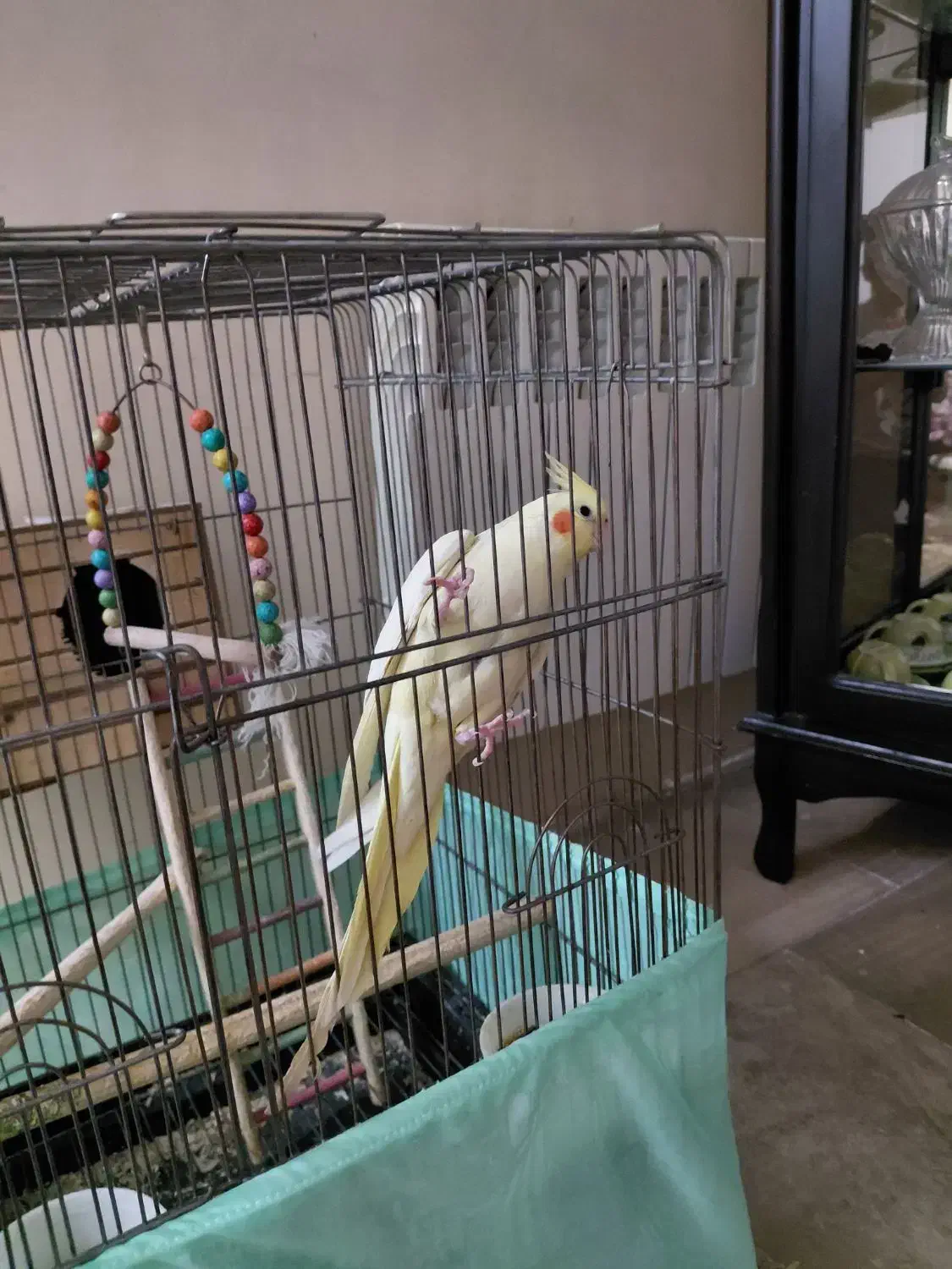 یک جفت عروس هلندی مولد نر و ماده با تخم|پرنده|تهران, امیریه|دیوار