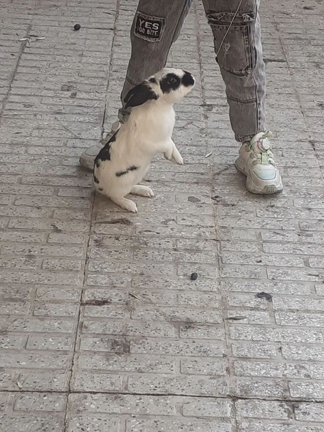 خرگوش|موش و خرگوش|کرمانشاه, |دیوار