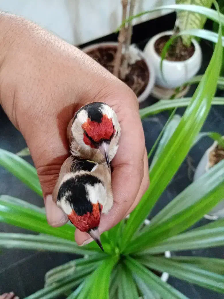 سهره داغسر (سرسیاه)|پرنده|مبارکه, |دیوار