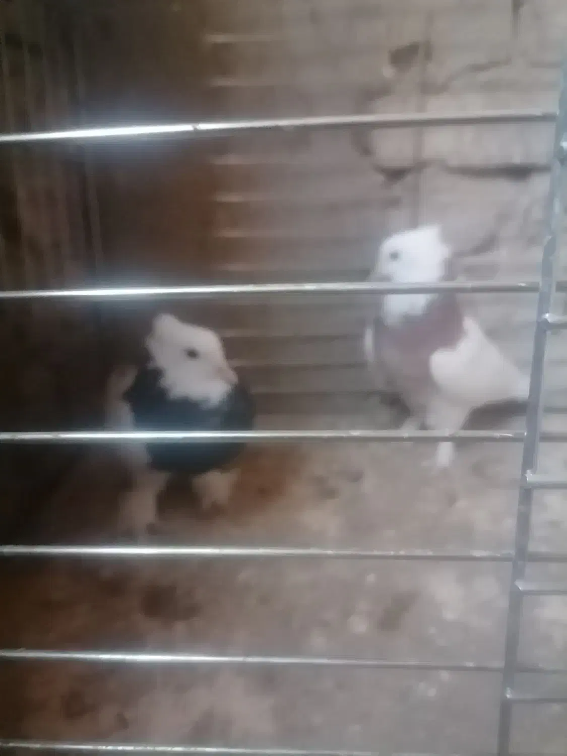 طوقی|پرنده|زارچ, |دیوار