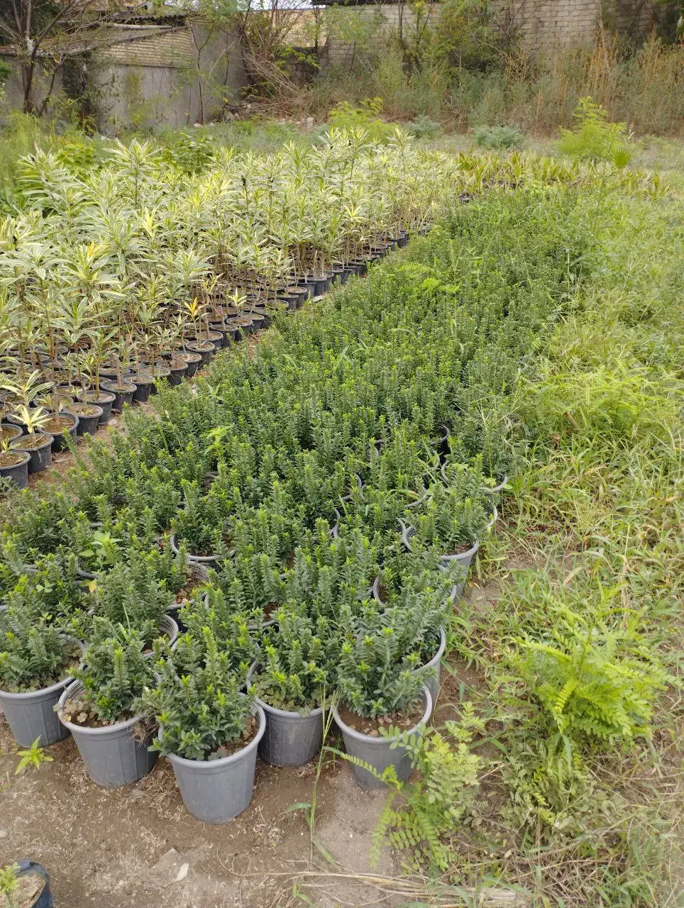 شمشاد نعنایی|گل و گیاه طبیعی|کلاچای, |دیوار