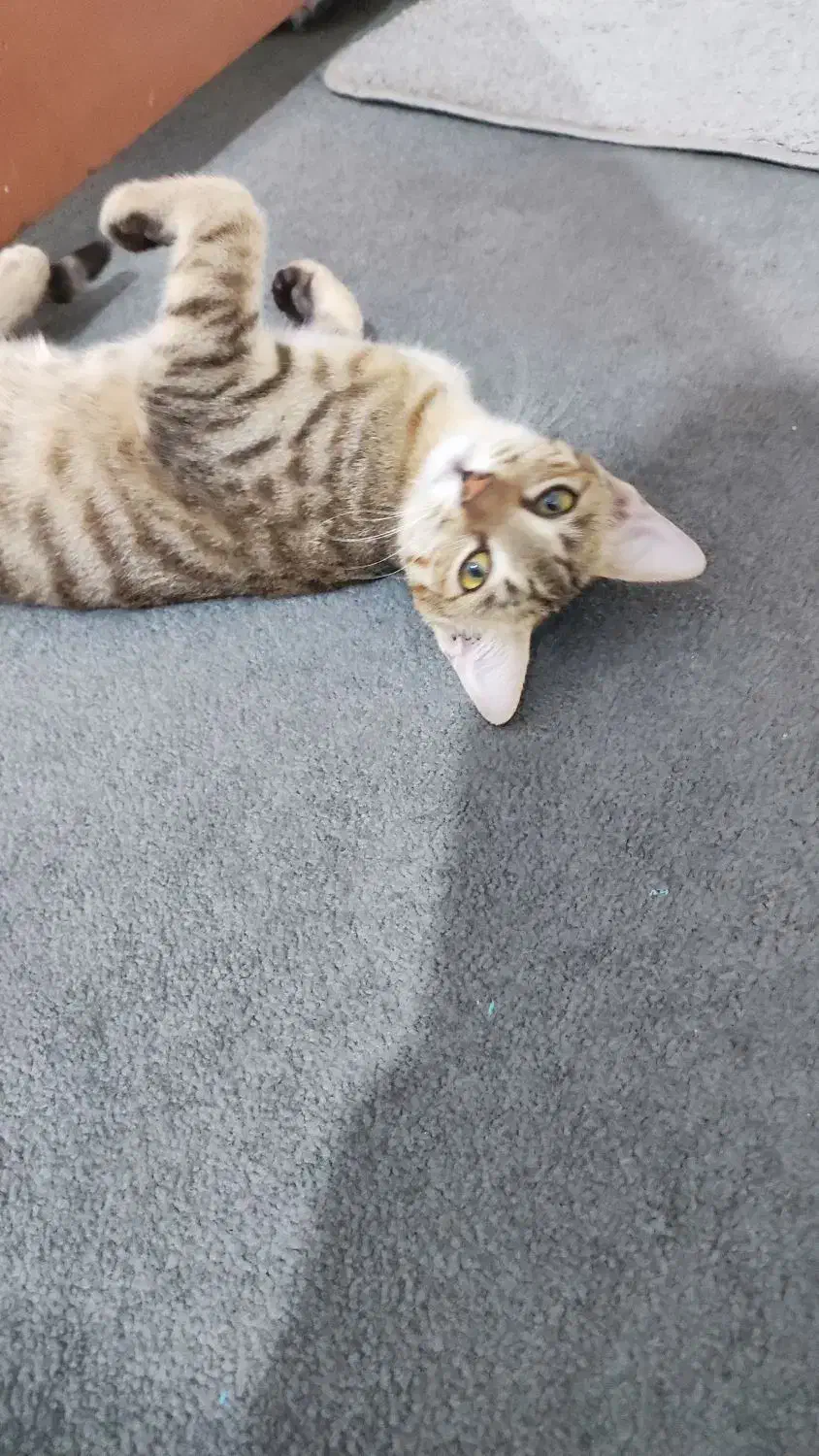 دو گربه ماده هشت ماهه|گربه|حمیدیه, |دیوار