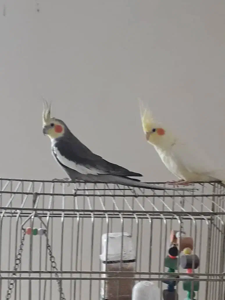 عروس هلندی|پرنده|چابکسر, |دیوار