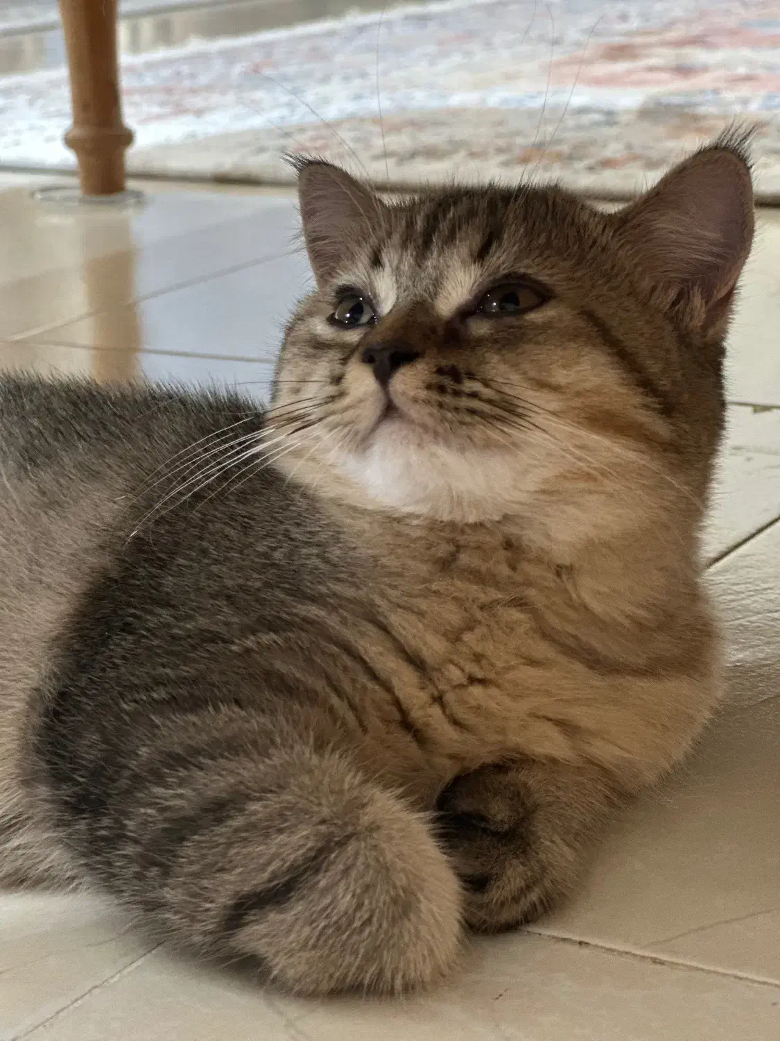 گربه بریتیش|گربه|رشت, منظریه|دیوار