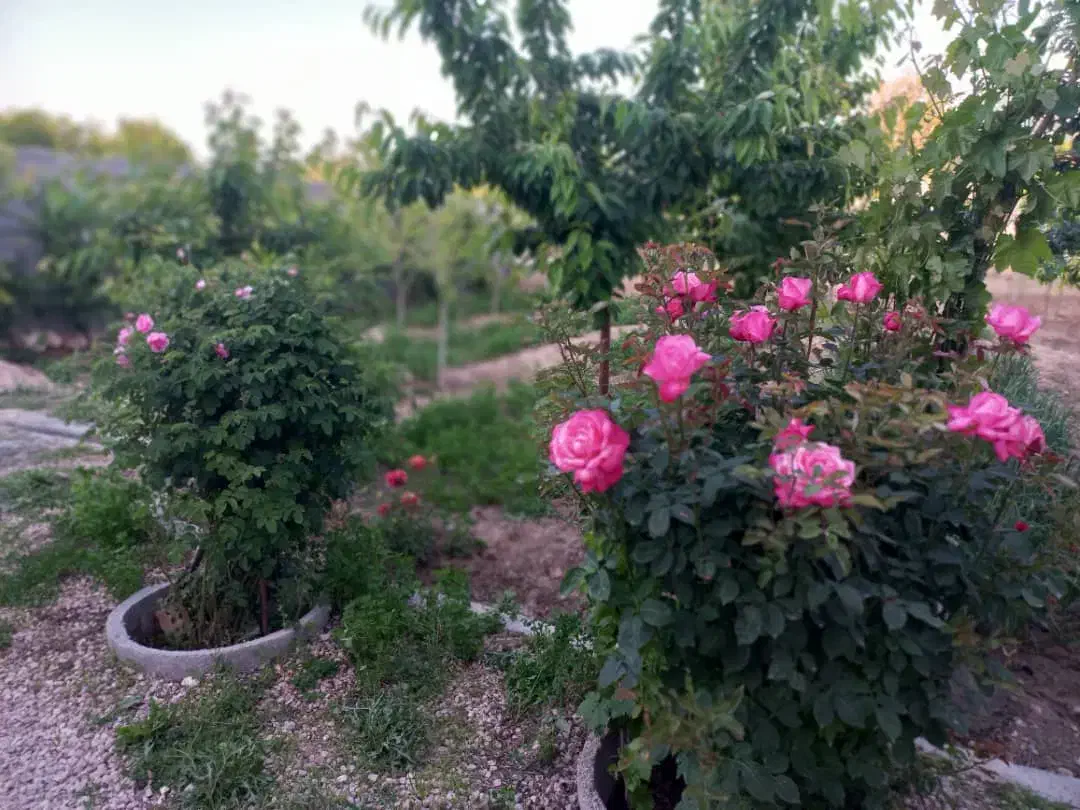 سر دردم|فعالیت داوطلبانه|مشهد, موسوی قوچانی|دیوار