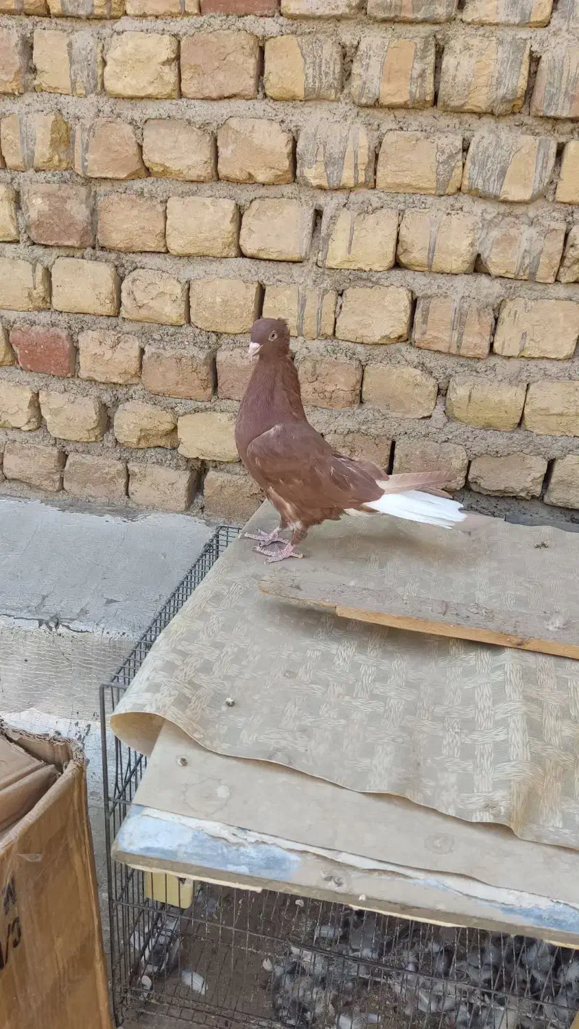 کفتر رنگی|پرنده|قم, بکایی|دیوار